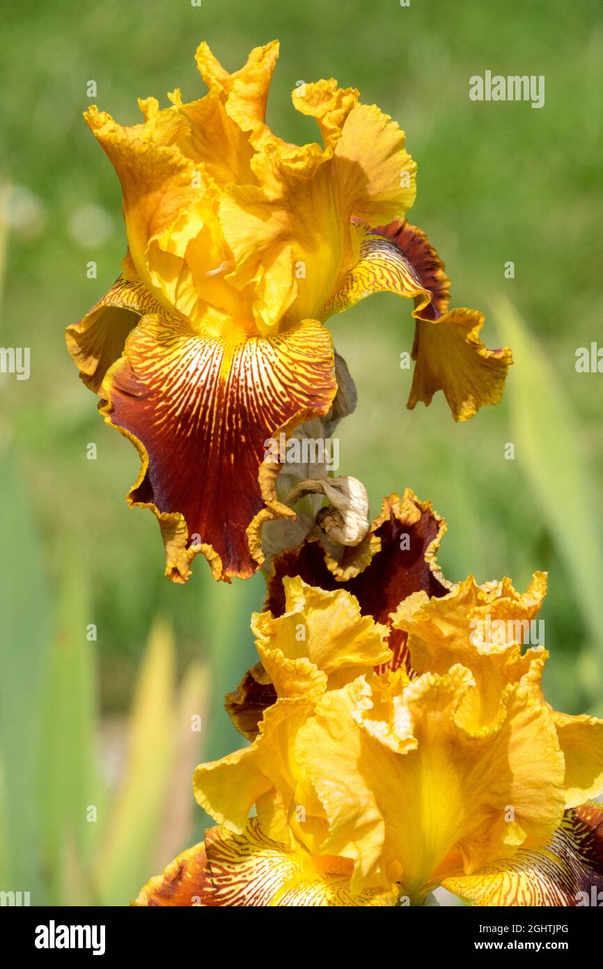 Golden flowers in garden Tall Bearded Iris 'Michigan Pride' Stock Photo