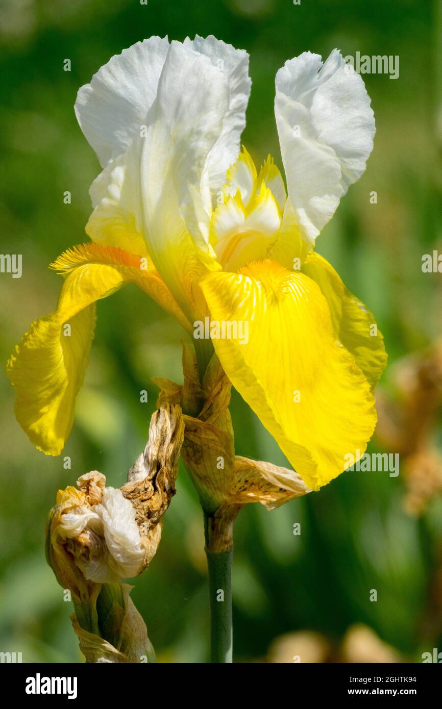 White yellow bearded Iris flower 'Jessie Viette' Stock Photo