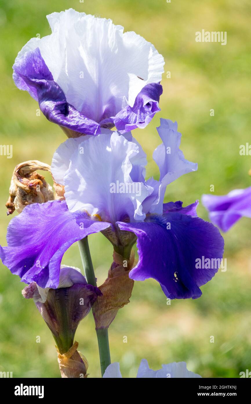 Pale blue bearded Iris flower Iris 'Dream Lower' Stock Photo