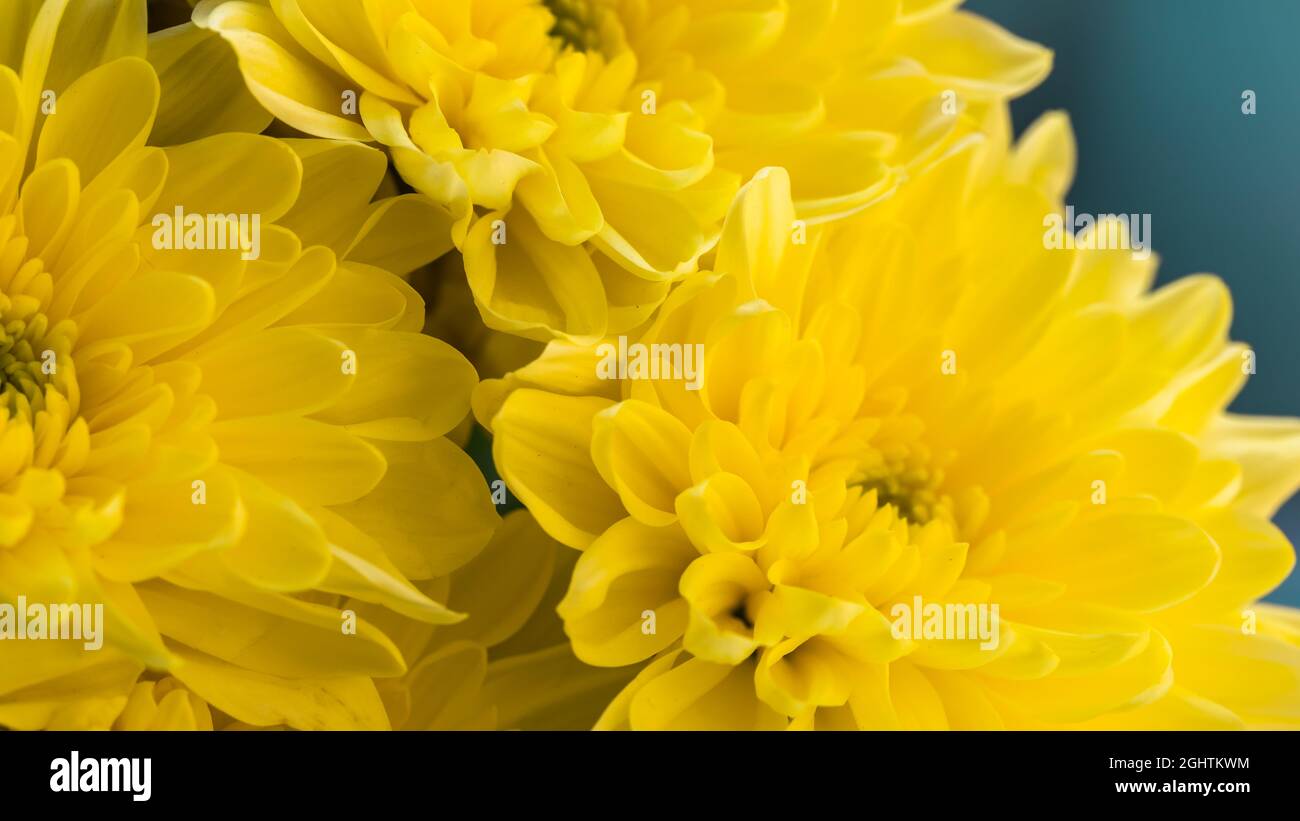 Flower background with amazing white and purple chrysanthemums. Stock Photo