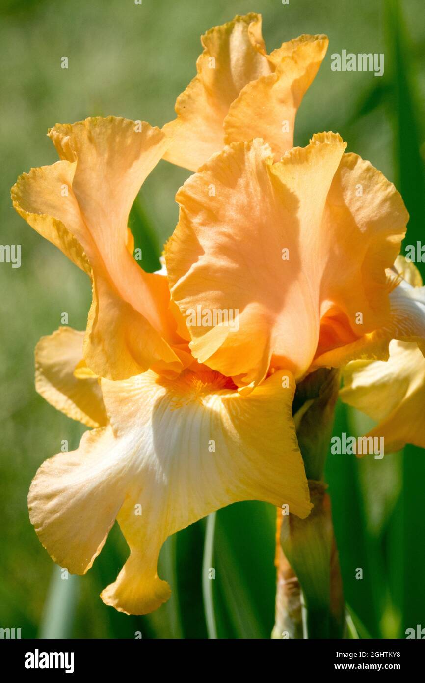 Beautiful Apricot shrimp colors of Tall bearded Iris 'Aphrodisiac' Stock Photo
