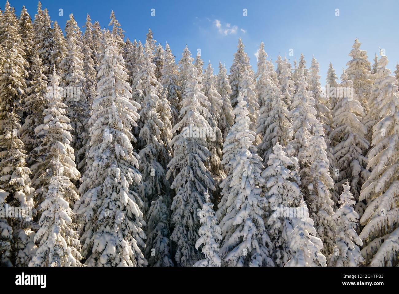 Pine trees covered with fresh fallen snow in winter mountain forest on ...