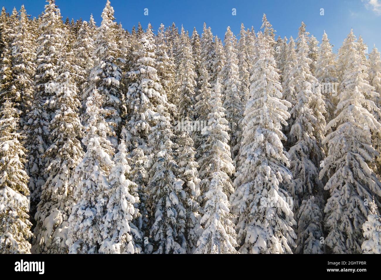 Closeup of pine tree branches covered with fresh fallen snow in winter ...