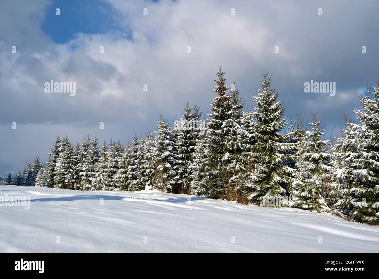 Bright winter landscape with pine trees covered with fresh fallen snow ...