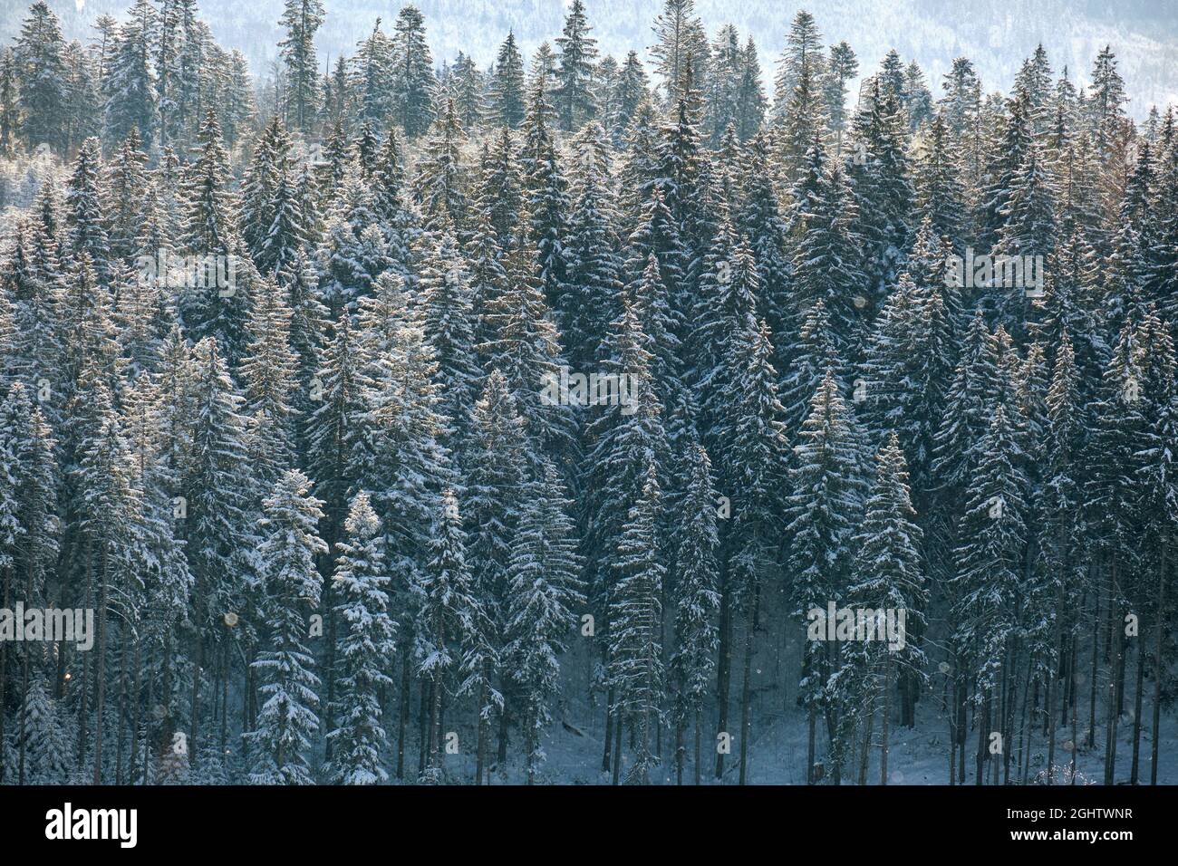 Bright winter landscape with pine trees covered with fresh fallen snow ...