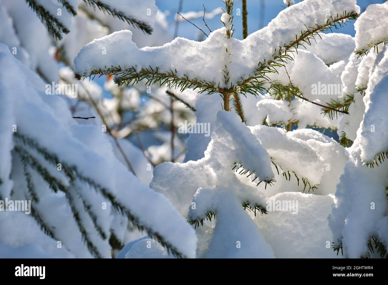 Closeup of pine tree branches covered with fresh fallen snow in winter ...