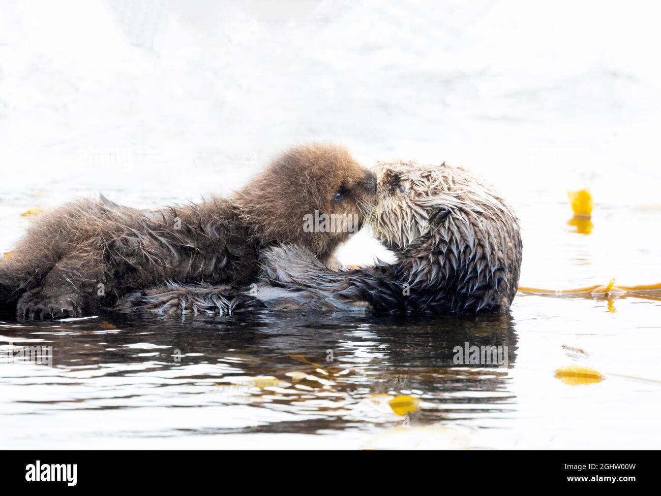 Young Sea Otter Pup Kissing Mom Stock Photo