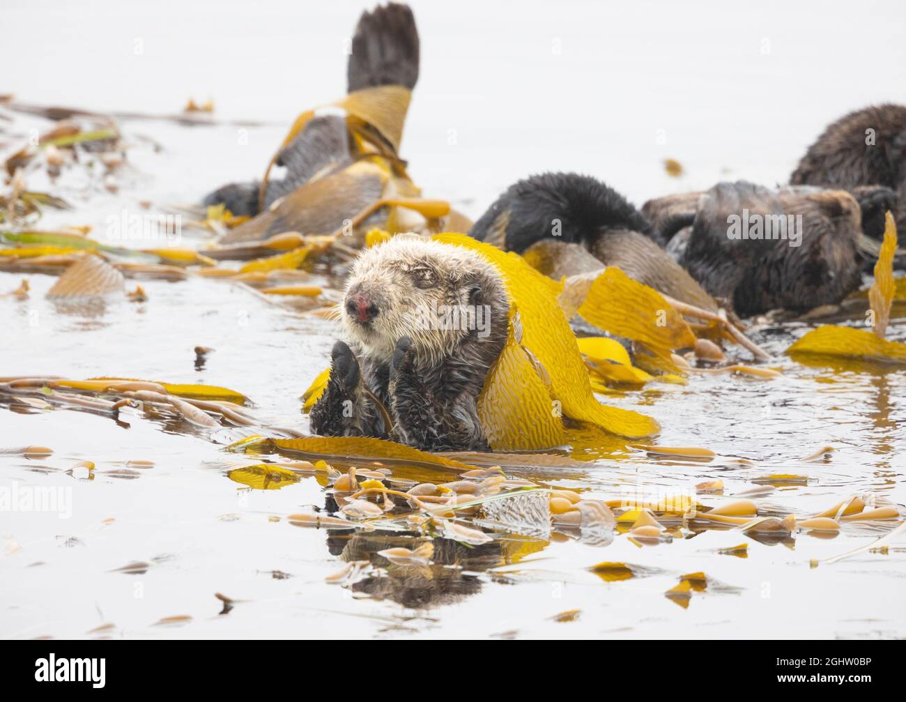 Sea Otter Wrapped in Kelp Stock Photo Alamy