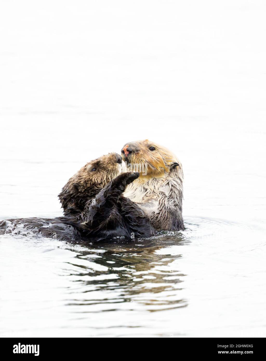 Two Sea Otters Playing Face to Face Stock Photo