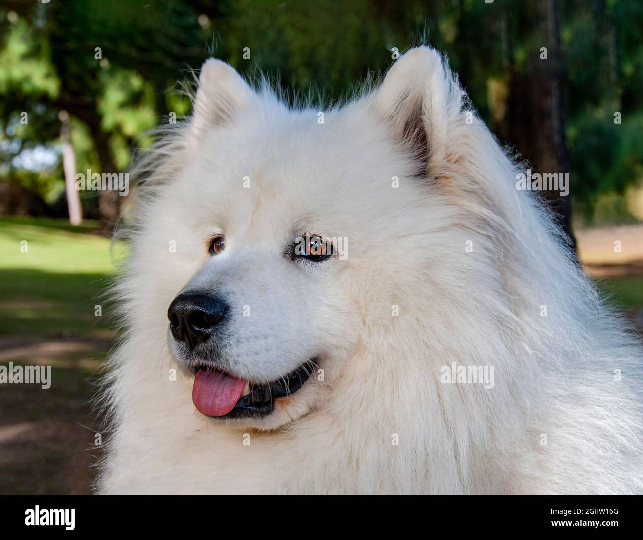 Portrait of a white Samoyed dog Stock Photo