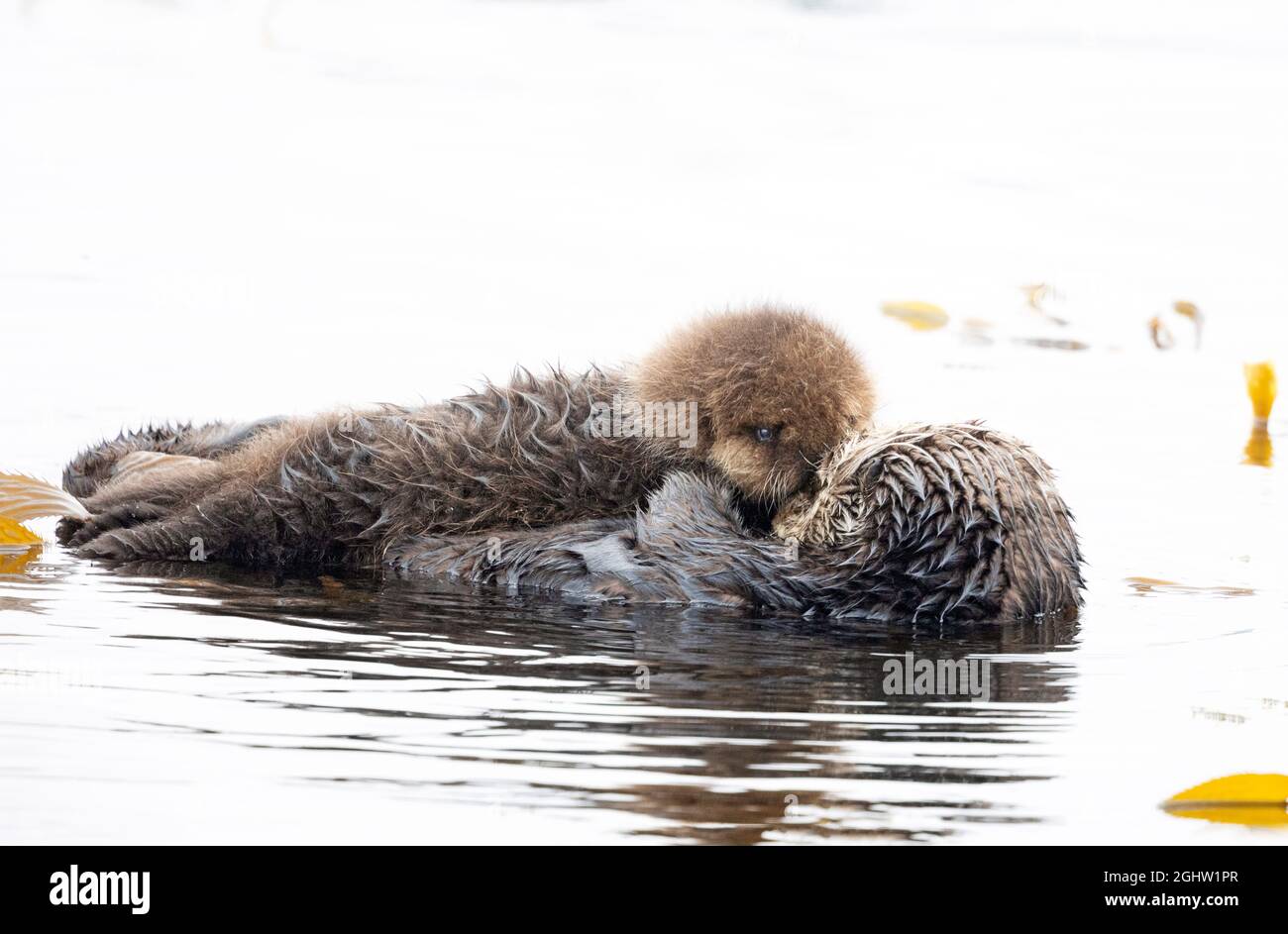 Young Sea Otter Pup Face to Face with Mom Stock Photo