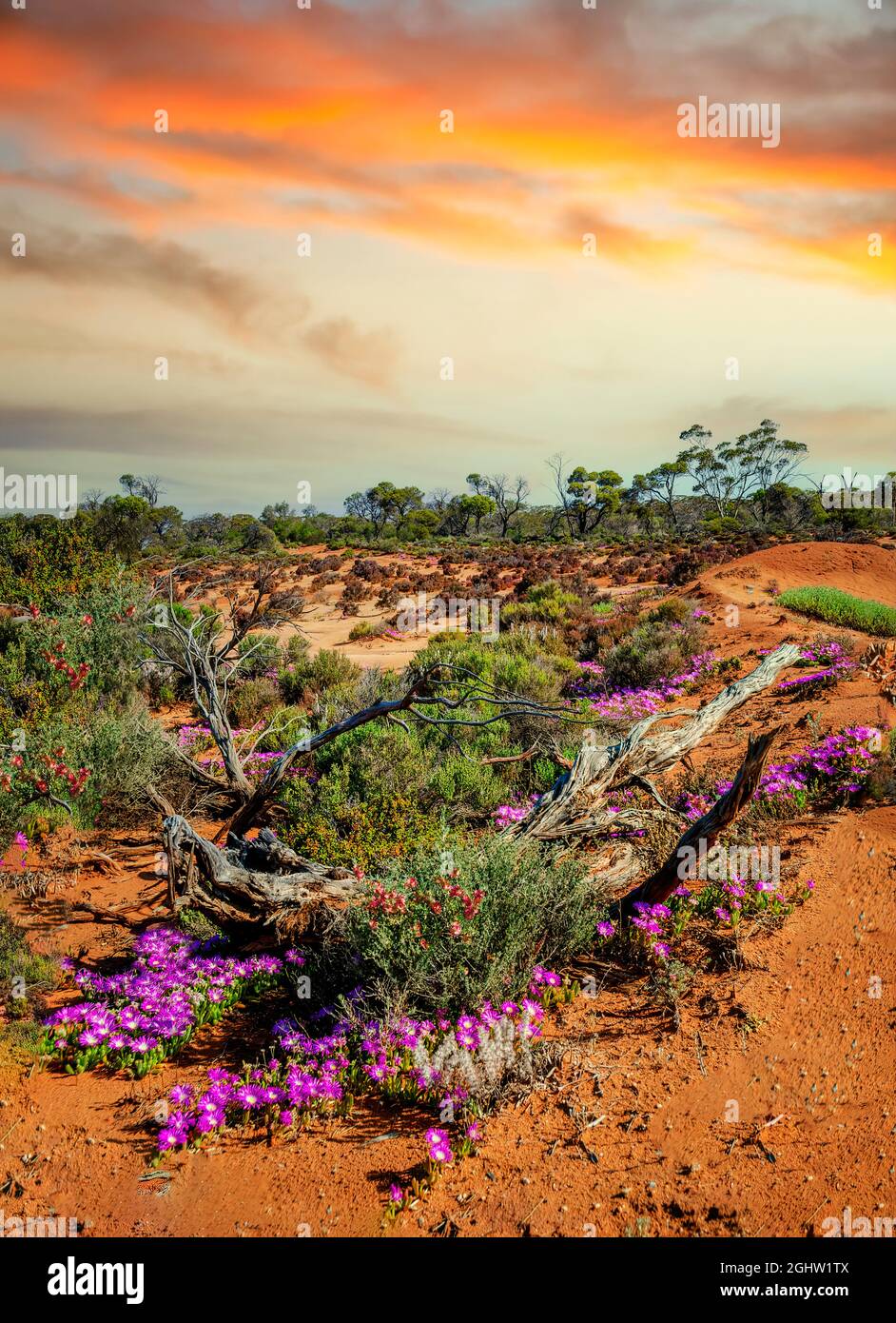 Wildflowers growing in the outback, Goldfields, Western Australia, Australia Stock Photo