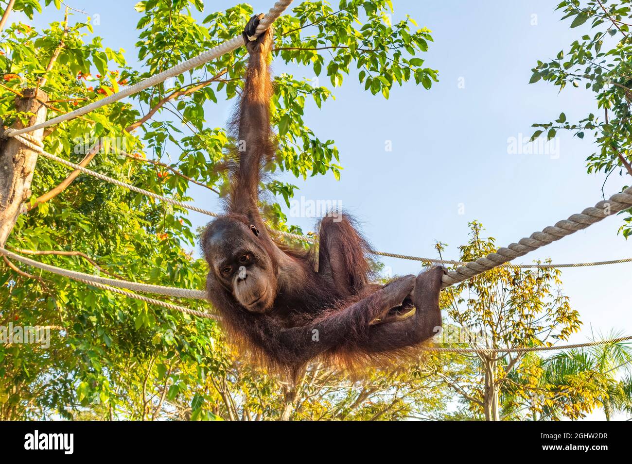 Juvenile Orangutan hanging on ropes between trees, Indonesia Stock Photo