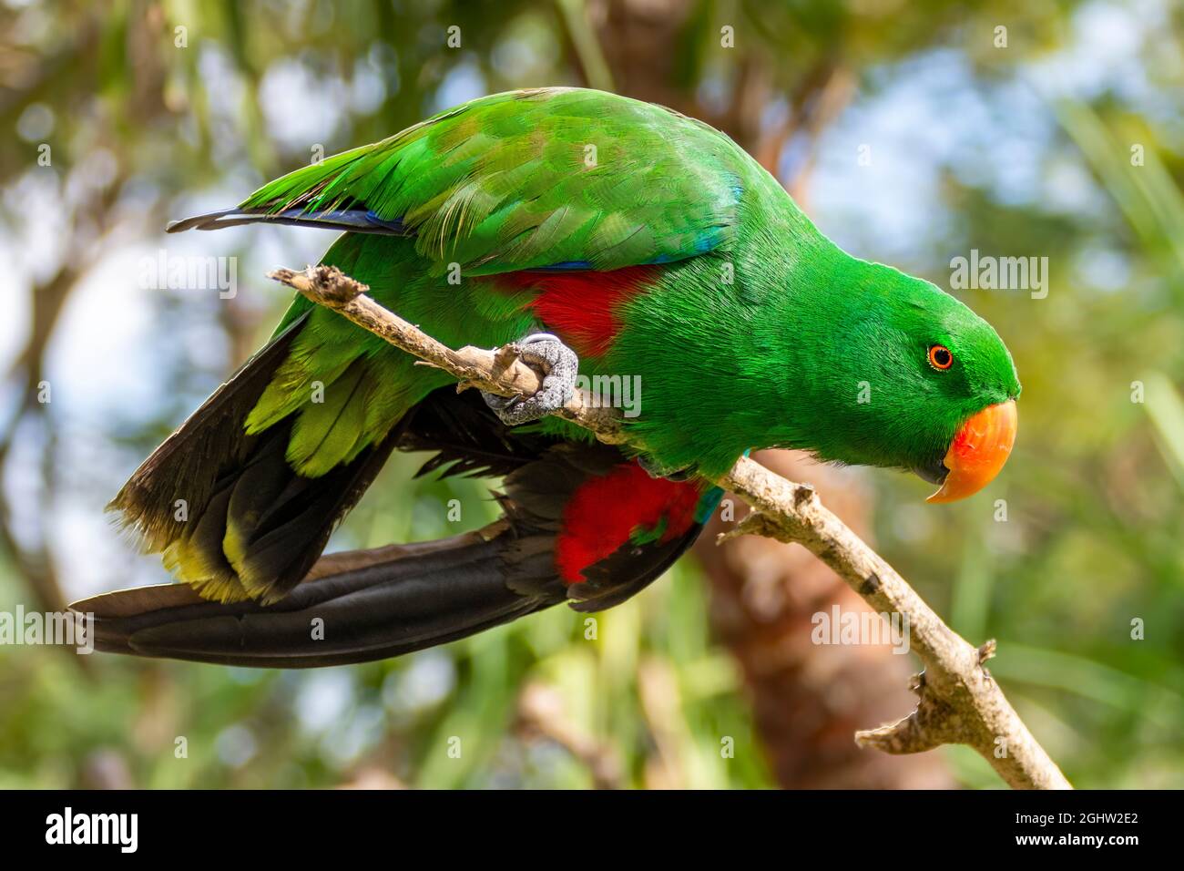 Close-up of a male eclectus parrot in a tree, Australia Stock Photo
