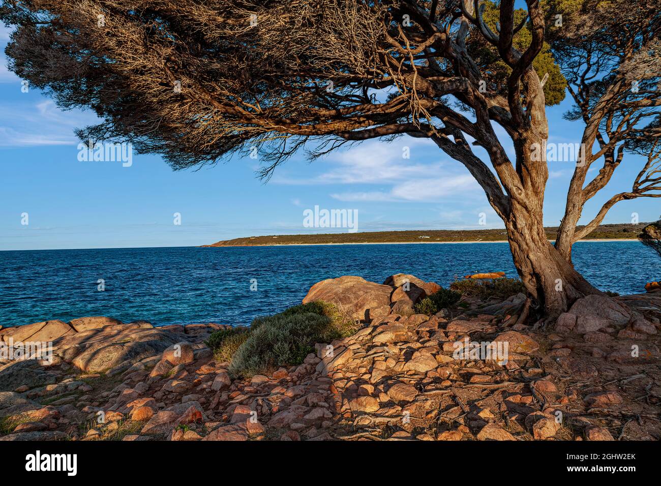 Tree and  rocky coastline, Bunker Bay, Dunsborough, Western Australia, Australia Stock Photo