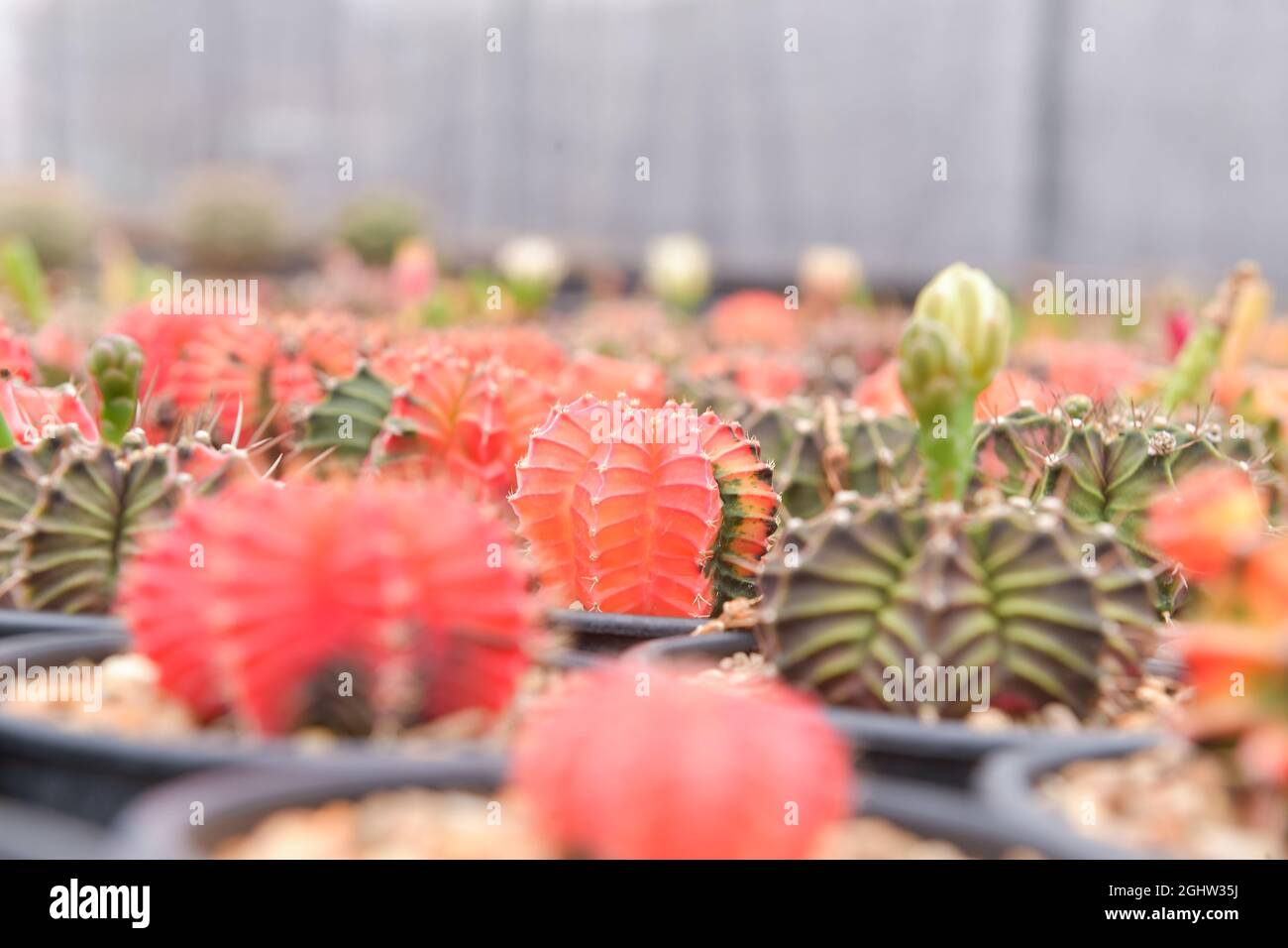 Assorted multi coloured cacti growing in a greenhouse, Thailand Stock Photo