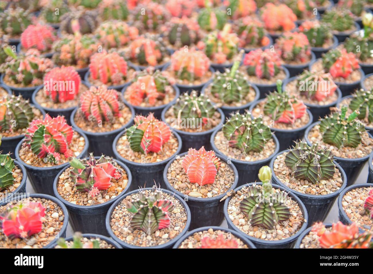 Assorted multi coloured cacti growing in a greenhouse, Thailand Stock Photo