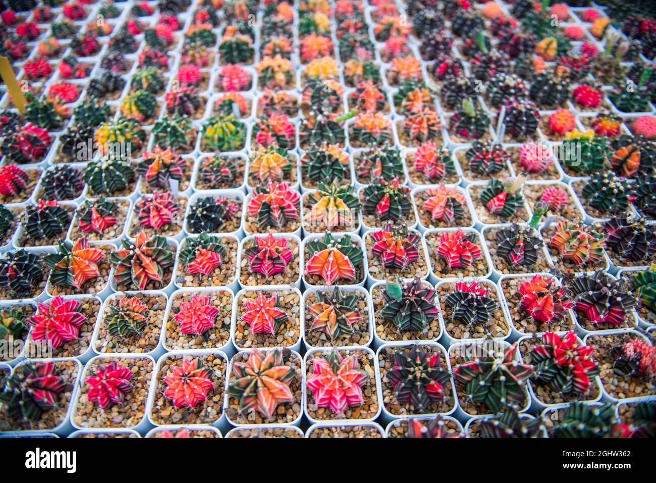 Close-Up of multi coloured cacti growing in a greenhouse, Thailand Stock Photo