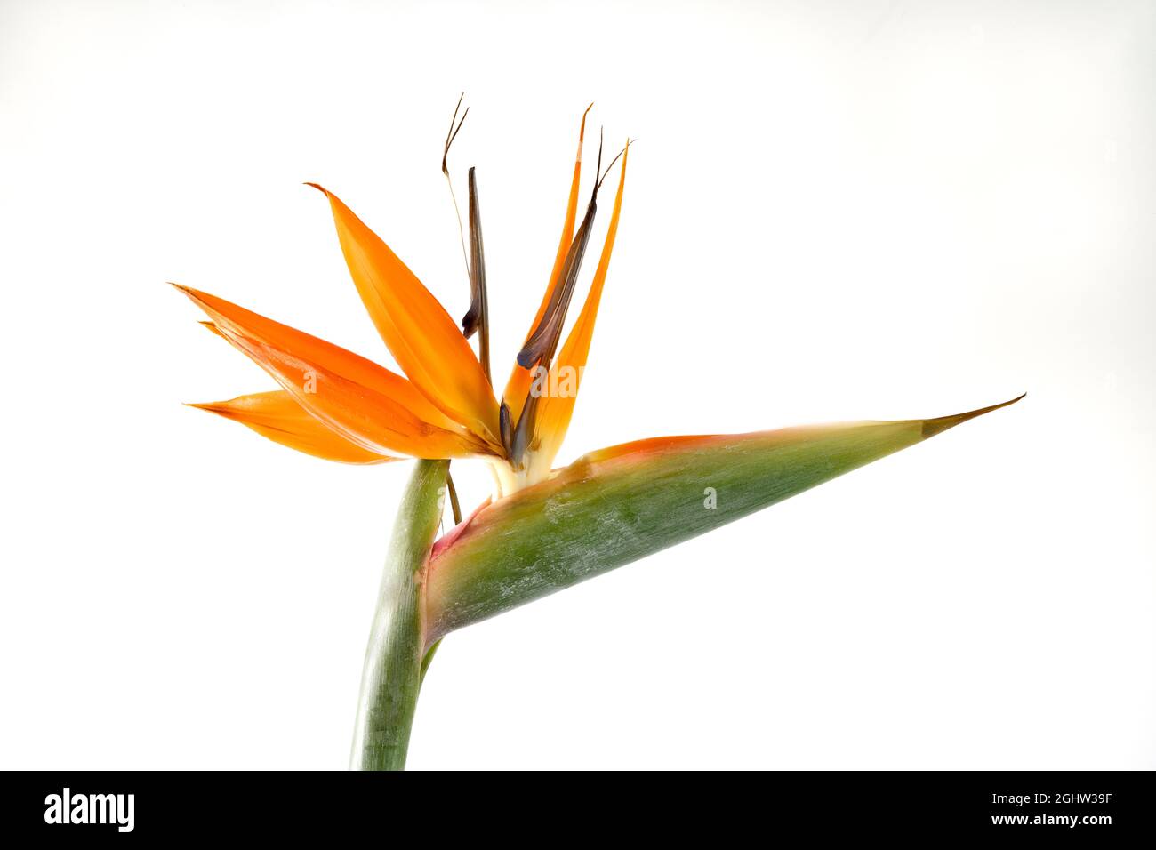 The dramatic and beautiful Bird of Paradise flower (Strelitzia regina) is a native of South Africa. It is also known as the Crane Flower Stock Photo