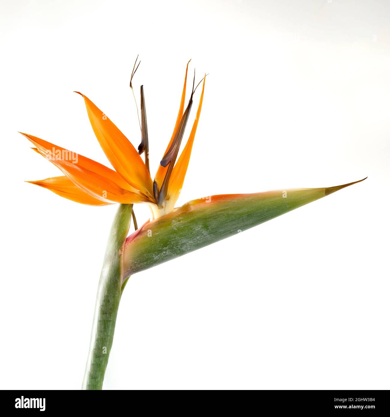 The dramatic and beautiful Bird of Paradise flower (Strelitzia regina) is a native of South Africa. It is also known as the Crane Flower Stock Photo
