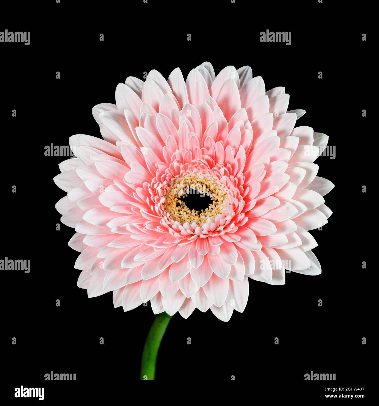 Gorgeous pink Gerbera flower photographed against a plain black background Stock Photo