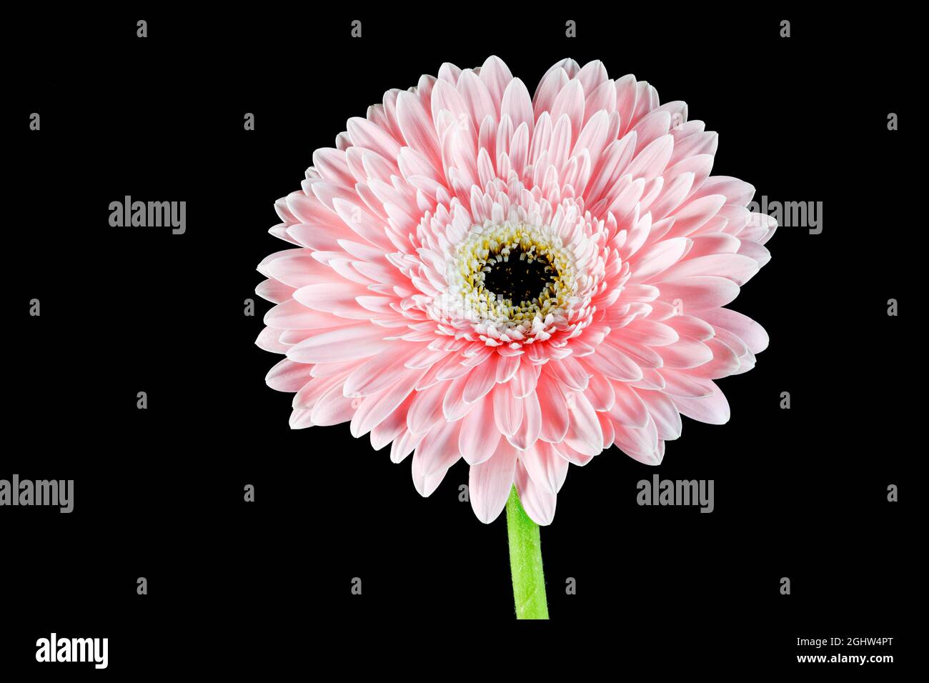 Gorgeous pink Gerbera flower photographed against a plain black background Stock Photo