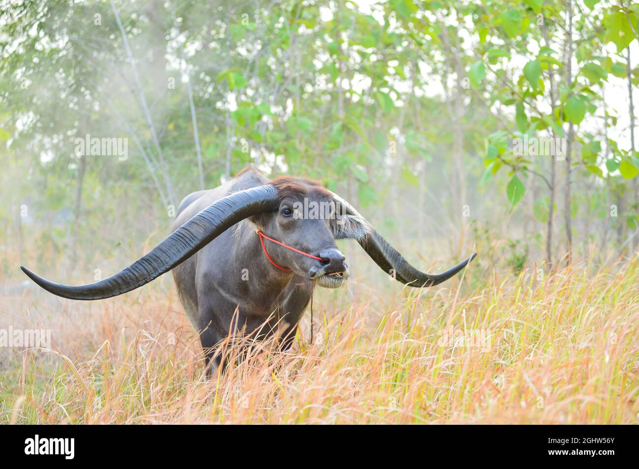 Water buffalo standing in long grass in a  meadow, Thailand Stock Photo