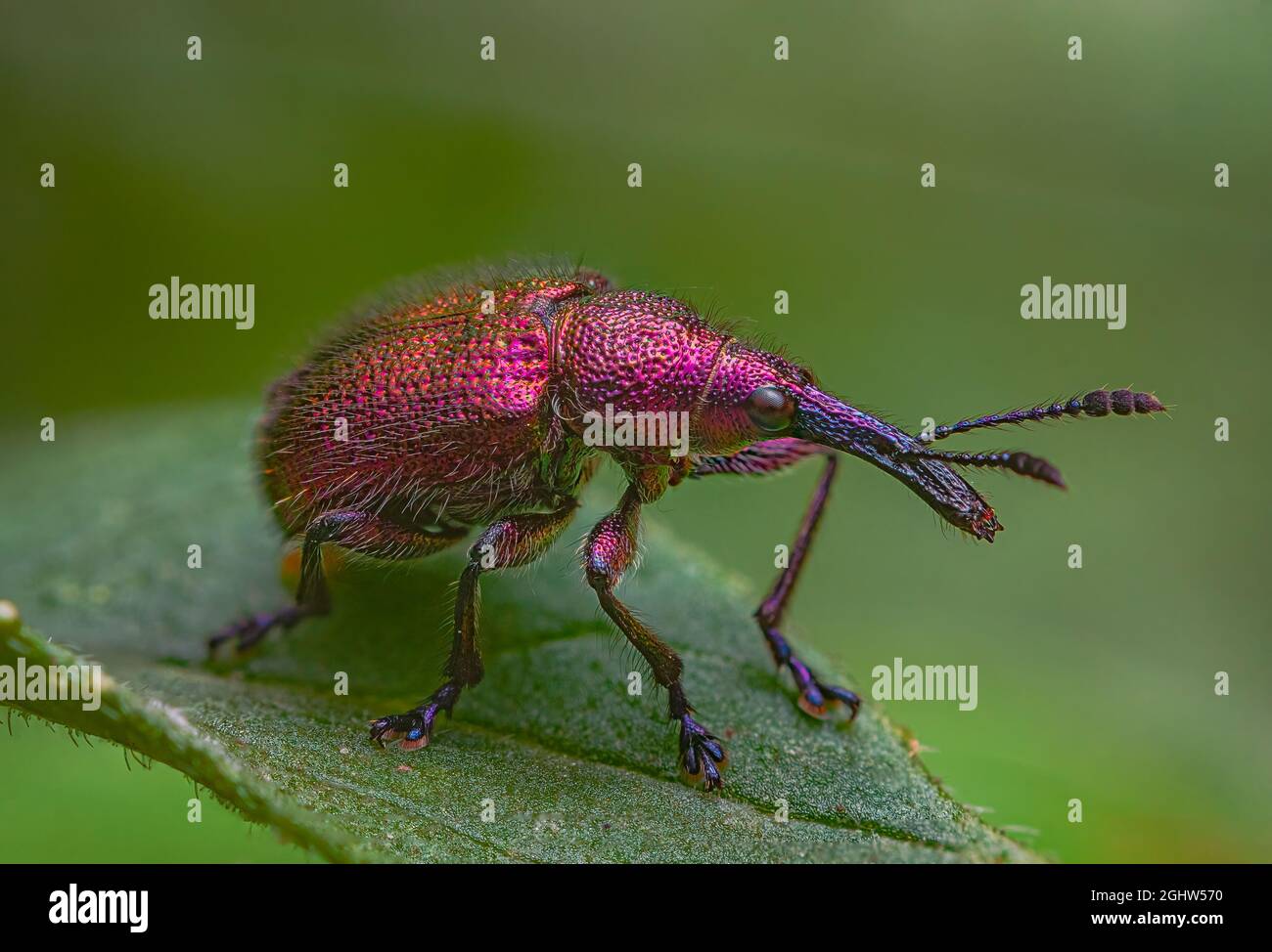 Weevil Beetle Rhynchites bacchus on a green leaf. Pest for fruit trees. a problem for gardeners and farmers Stock Photo