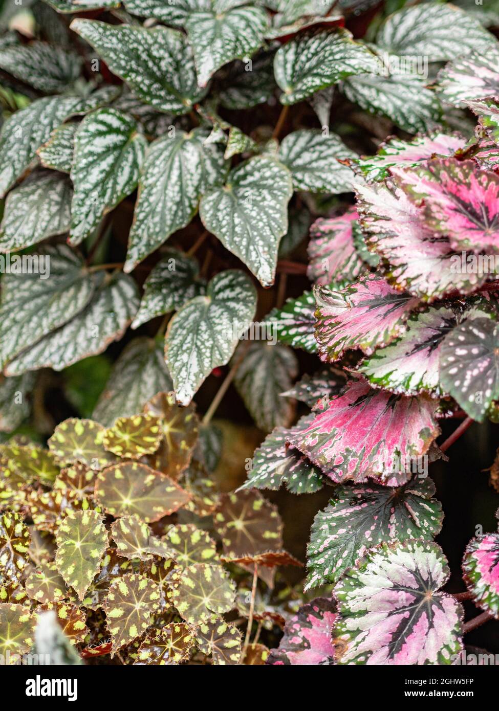Various begonia plants colorful leaves background full screen view. Natural leaves background Stock Photo
