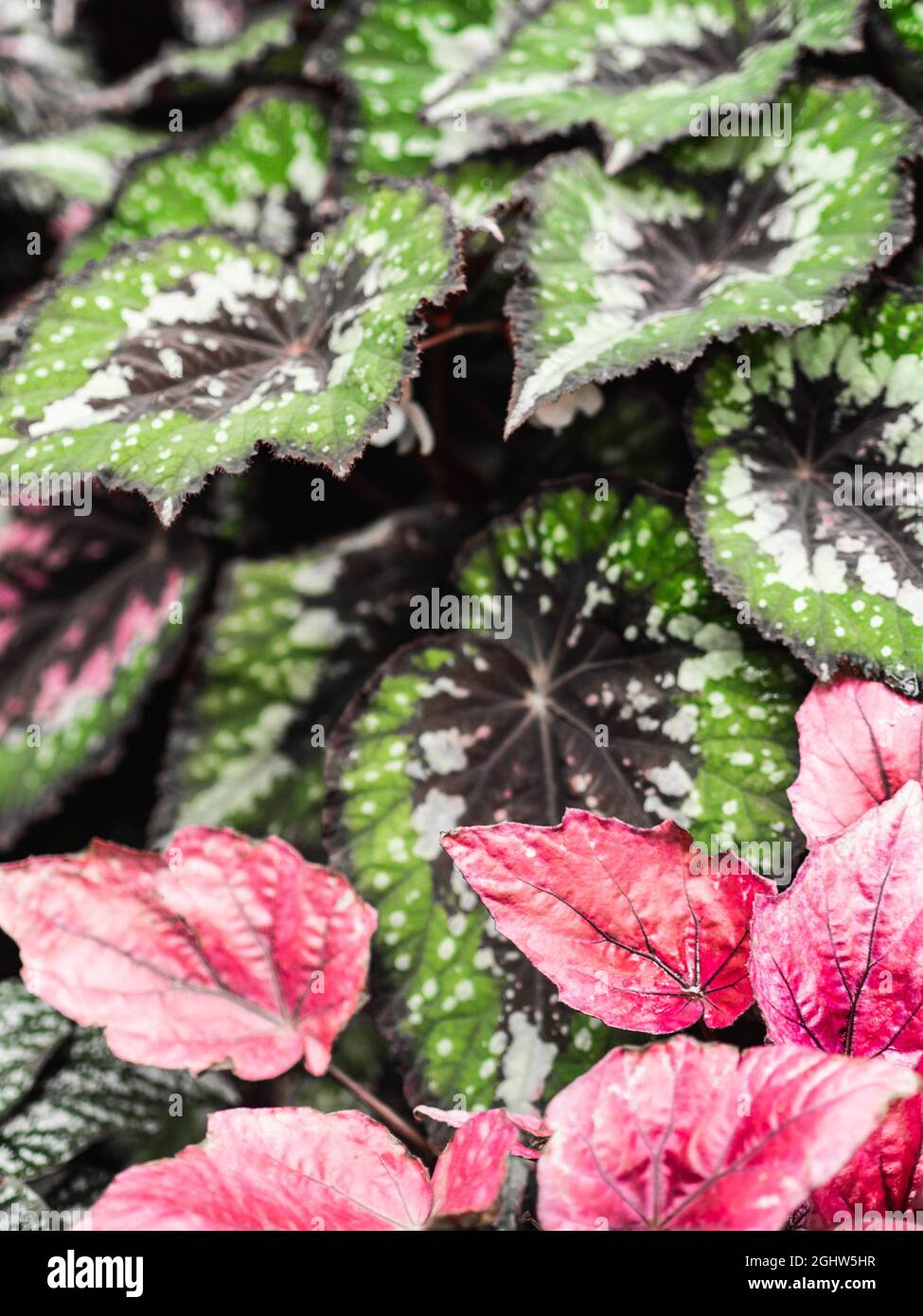 Various begonia plants colorful leaves background full screen view. Natural leaves background Stock Photo