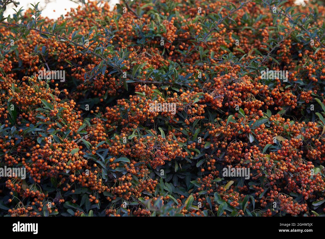 Pyracantha Orange Glow with many berries on September. Stock Photo
