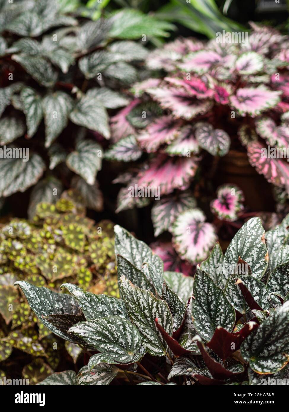 Various begonia plants colorful leaves background full screen view. Natural leaves background. Selective focus Stock Photo