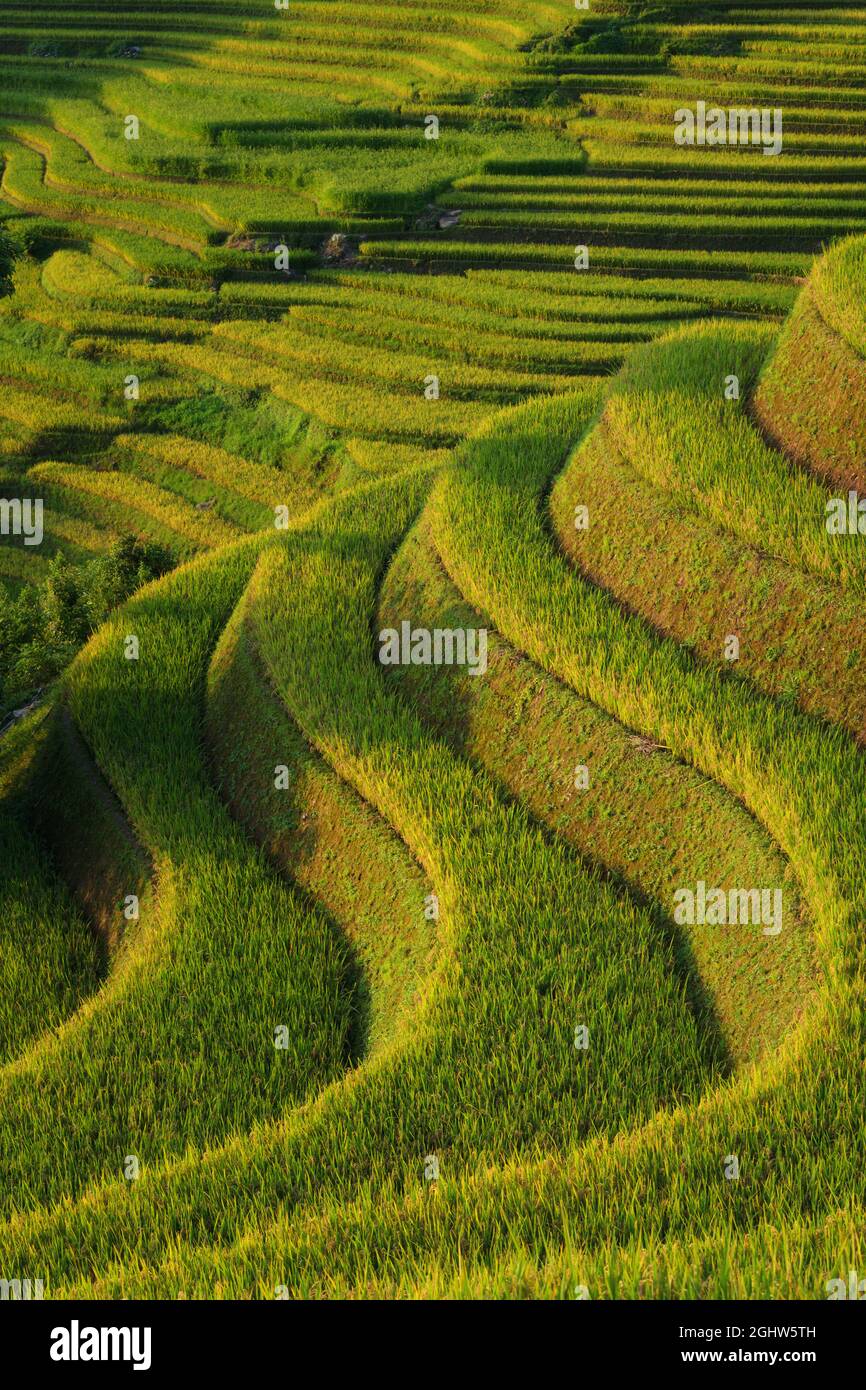 Terraced Rice fields, Mu Cang Chai, Yen Bai, Vietnam Stock Photo