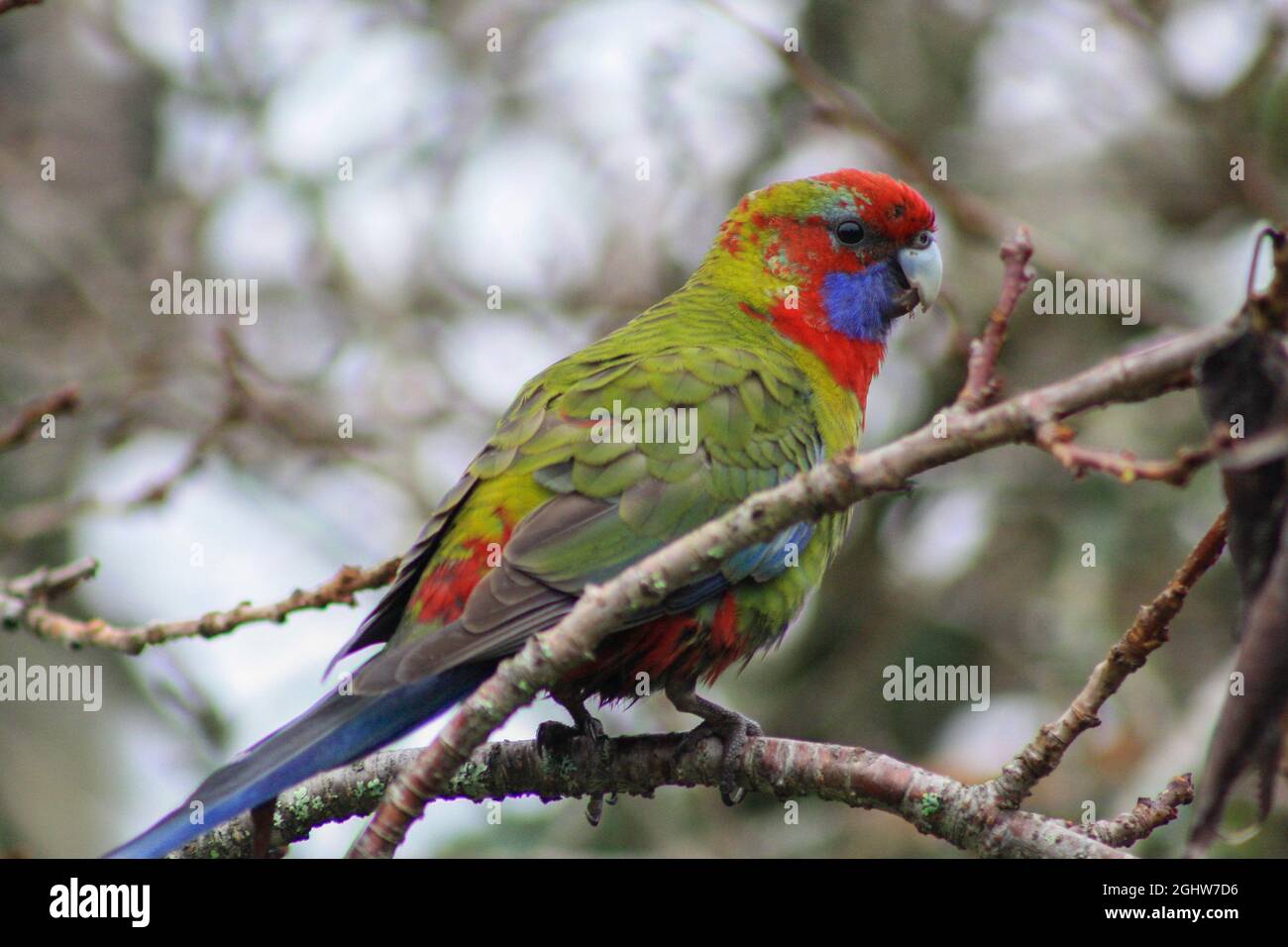 Colorful Rosella (parrot) looks at you. New South Wales, Australia Stock Photo