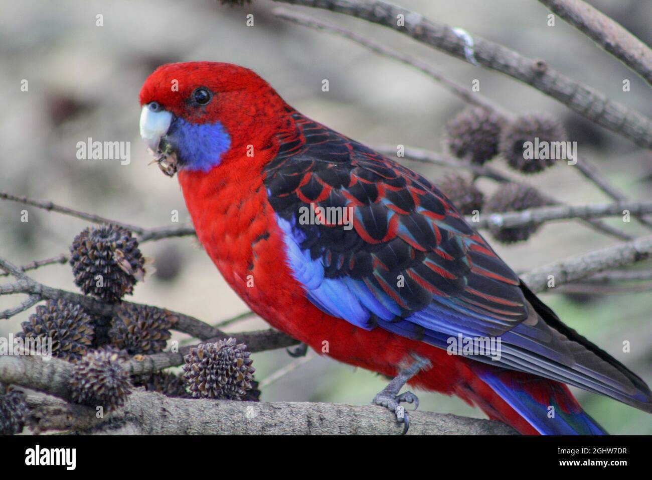 Shiny saturated Crimson rosella(parrot) having a meal. Stock Photo