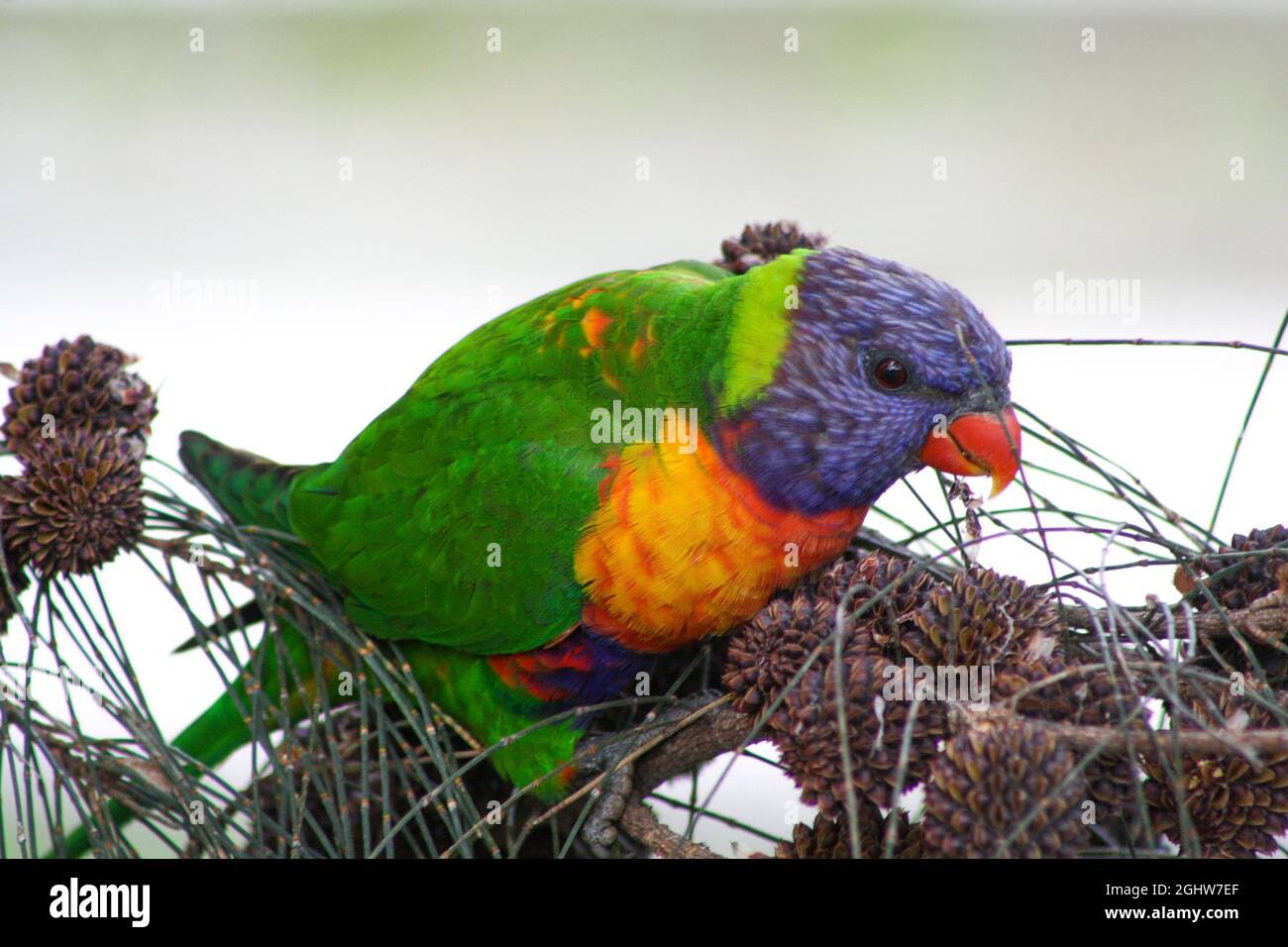 Colorful Coconut lorikeet (parrot) eating tree cones. New South Wales, Australia Stock Photo