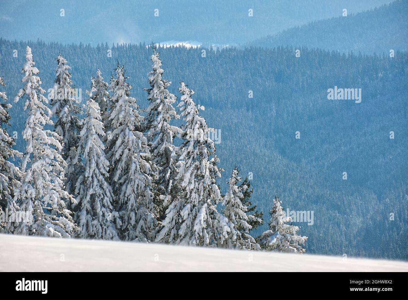 Bright winter landscape with pine trees covered with fresh fallen snow ...