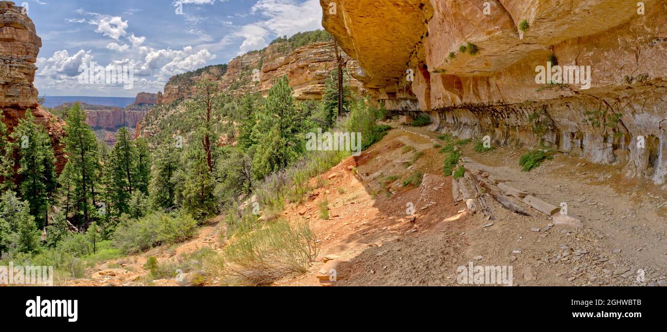 Cliff Springs Trail, North Rim, Grand Canyon, Arizona, USA Stock Photo