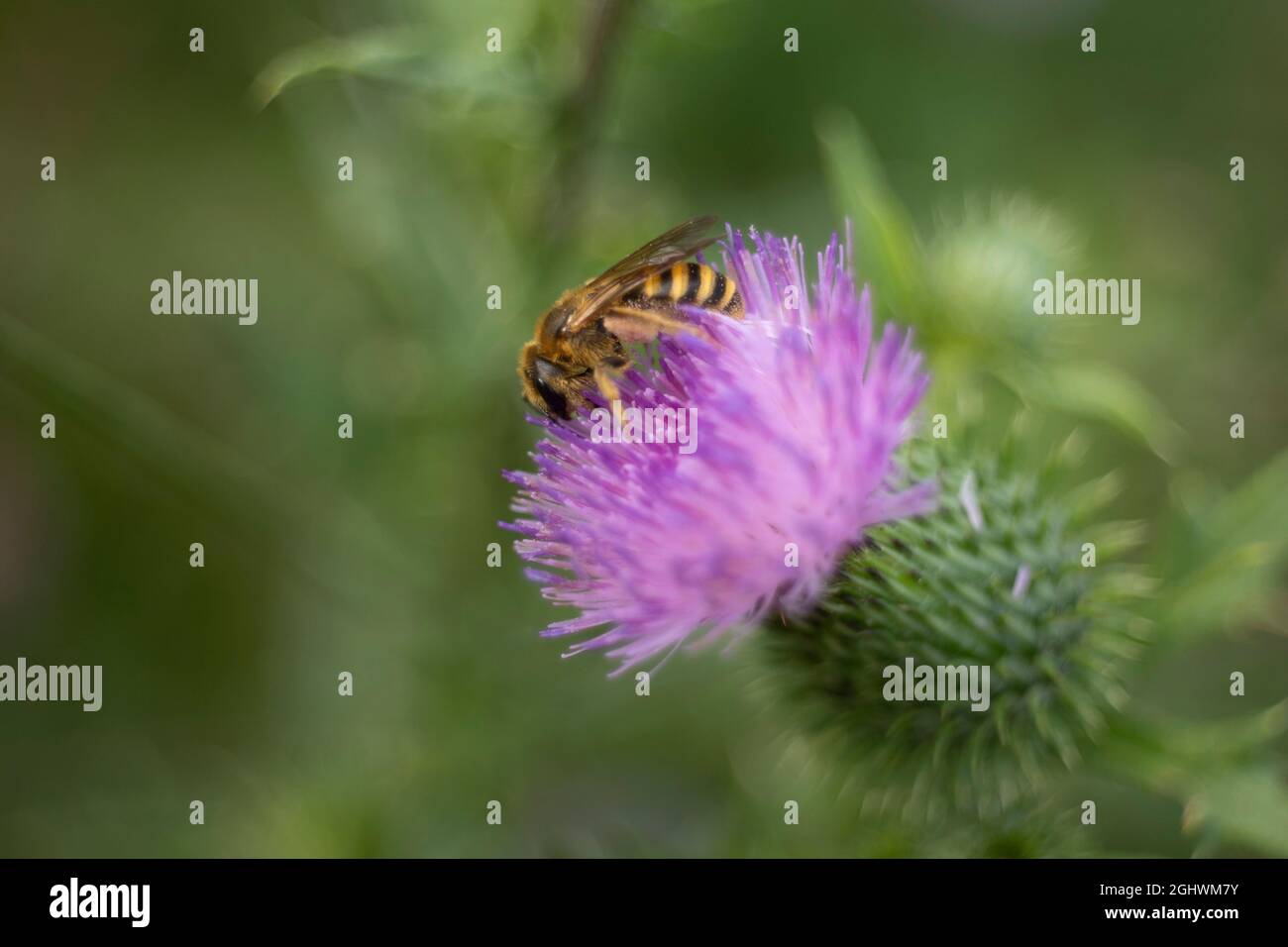 A Honey Bee (also Spelled Honeybee) Is A Eusocial Flying Insect Within ...