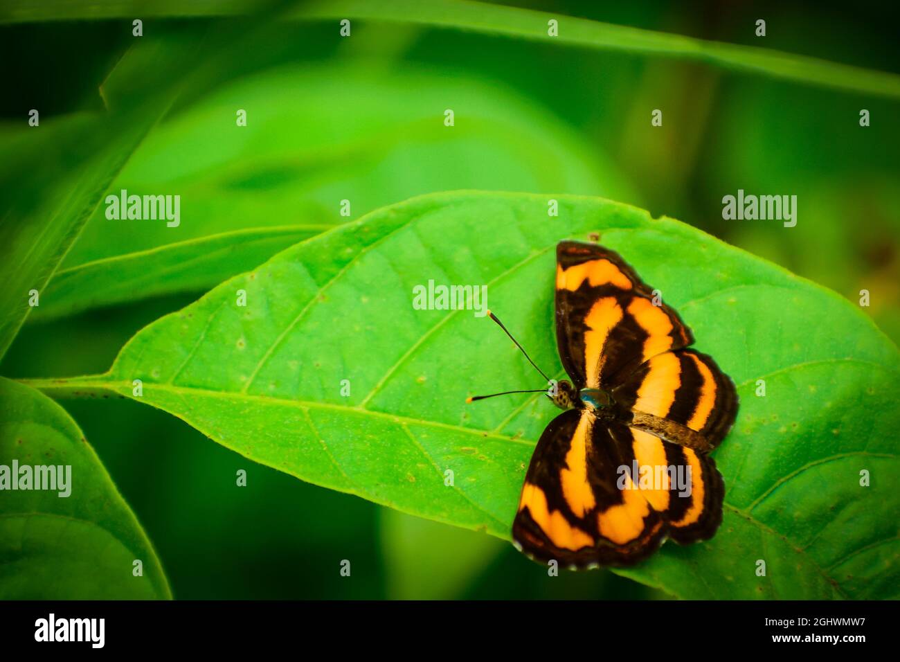 yellow butterfly relaxing on leaf. common lascar butterfly (pantoporia hordonia) Stock Photo