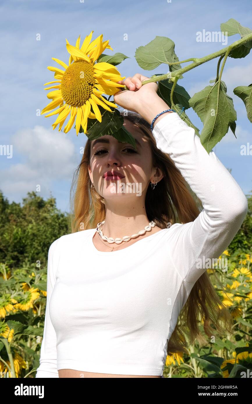 Teenage girl standing in a sunflower field holding a sunflower in front ...