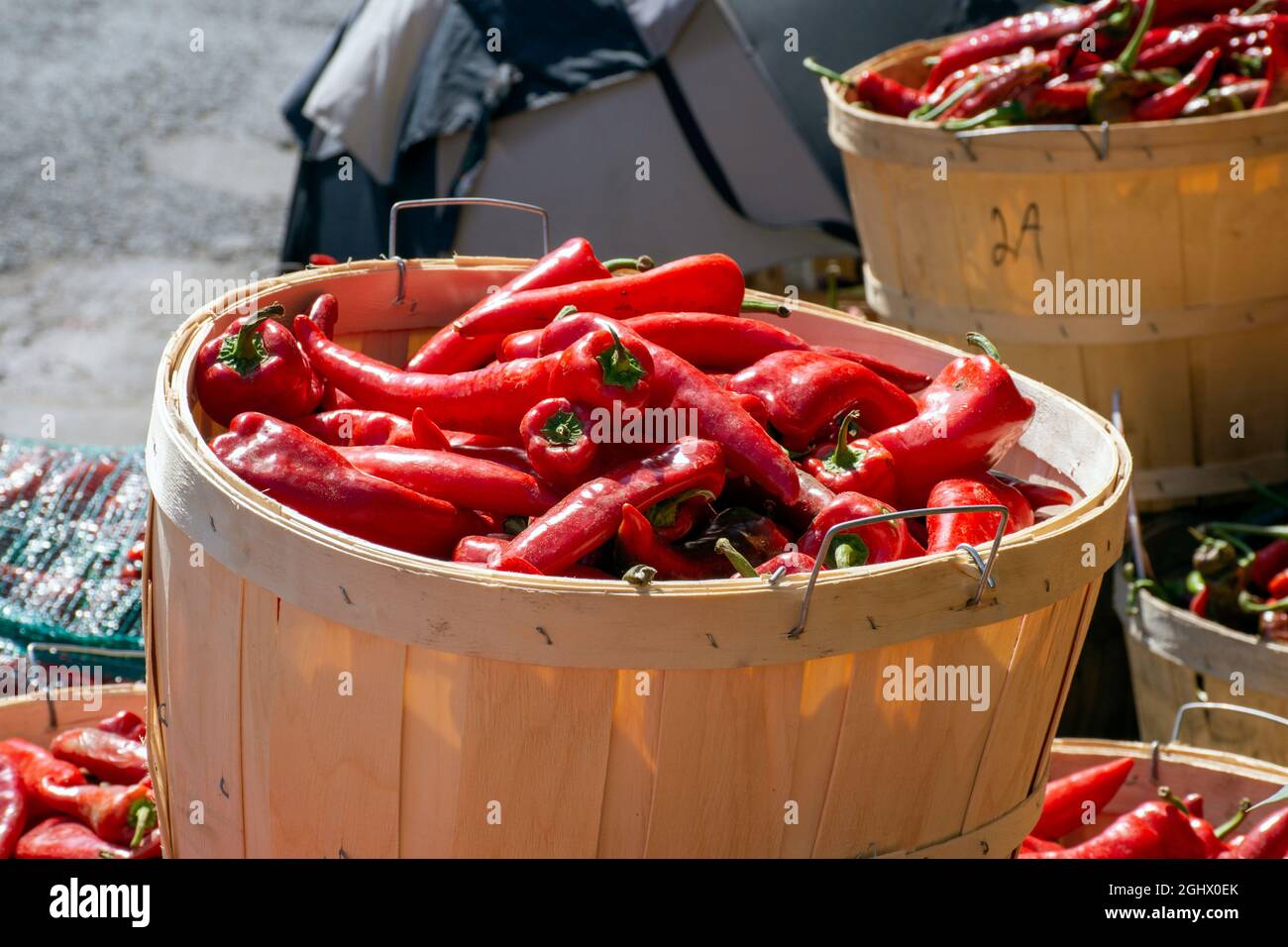 A harvest of baskets of fresh red hot chilli peppers are seen at the ...
