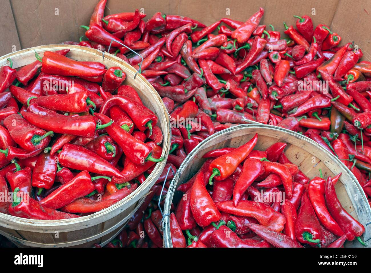 A harvest of baskets of fresh red hot chilli peppers are seen at the ...