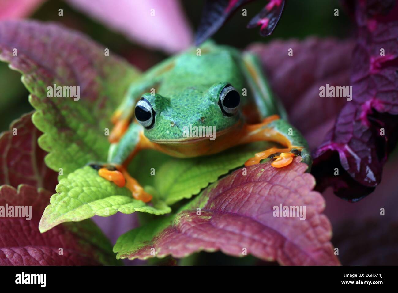 Javan tree frog on a tropical flower, Indonesia Stock Photo