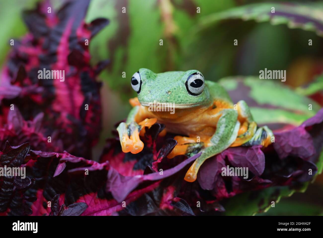 Javan tree frog on a plant, Indonesia Stock Photo