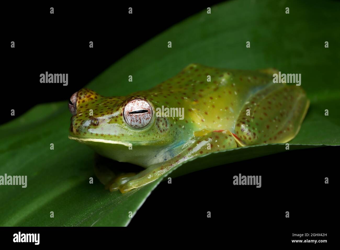 Malayan tree frog on a leaf, Indonesia Stock Photo
