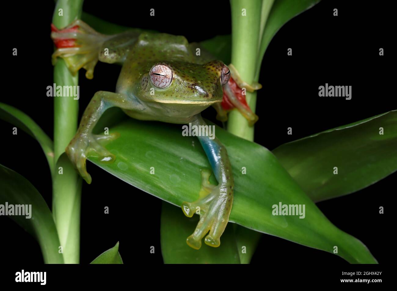 Malayan tree frog on a leaf, Indonesia Stock Photo