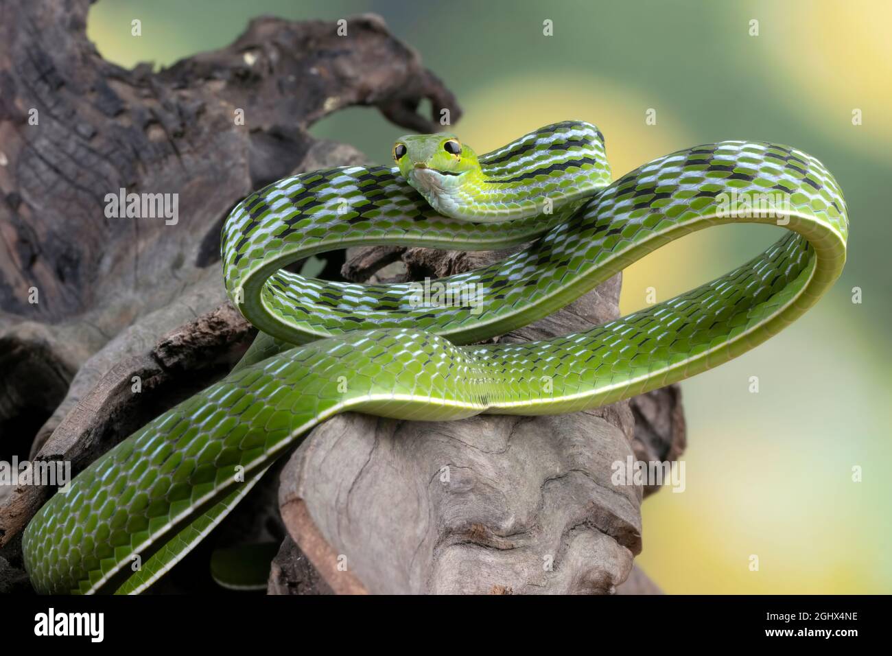 Close-up of an Asian vine snake on a tree, Indonesia Stock Photo