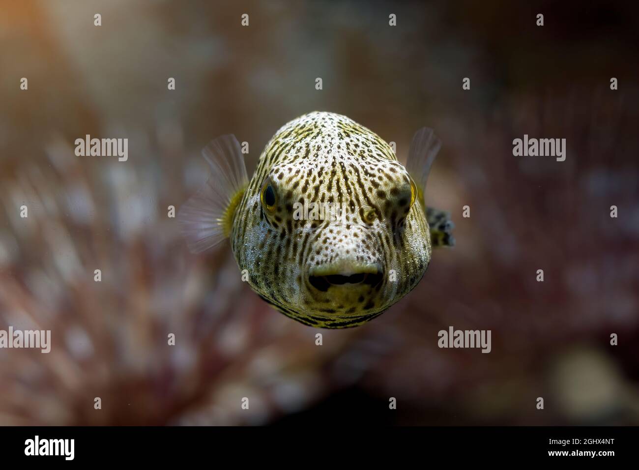 Close-up of a puffer fish swimming underwater Stock Photo