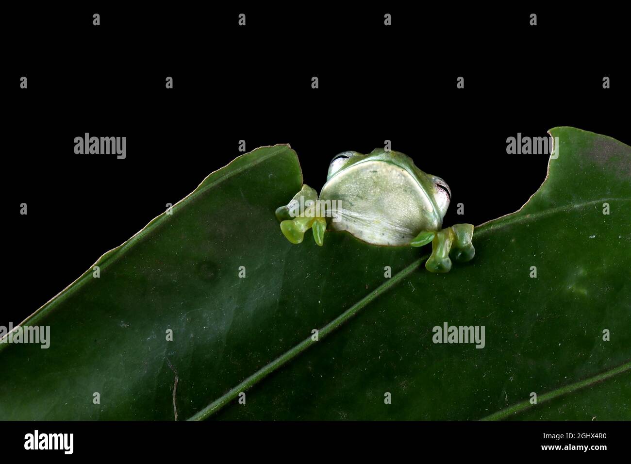 Malayan tree frog peeking over the edge of a leaf, Indonesia Stock Photo